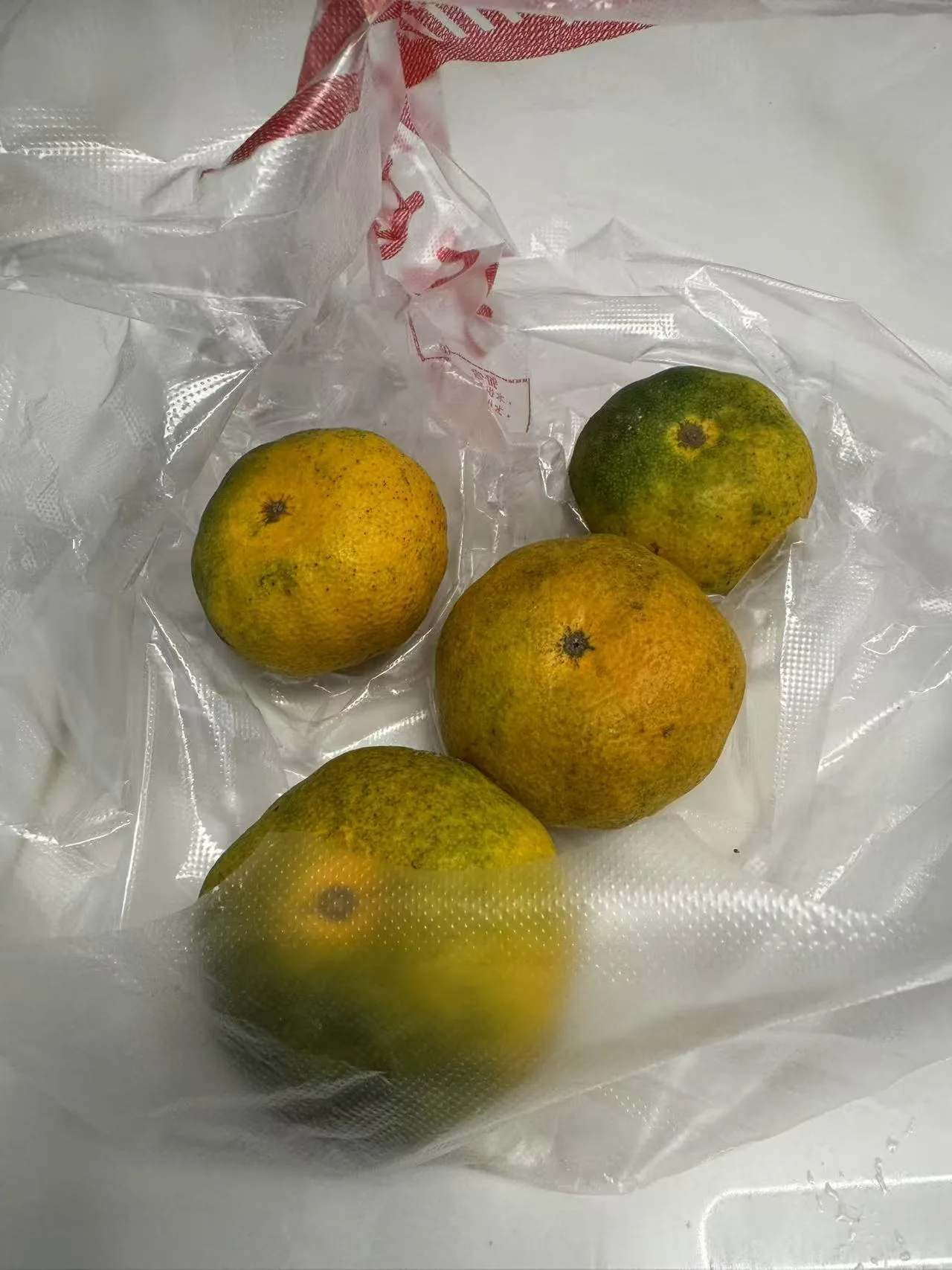 透明袋上的四颗完整橘子，果皮黄绿斑驳，带有浅蒂痕